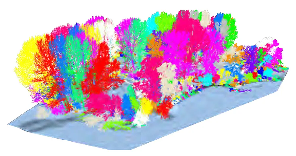 Dữ liệu LiDAR đám mây điểm phân biệt từng loại cây