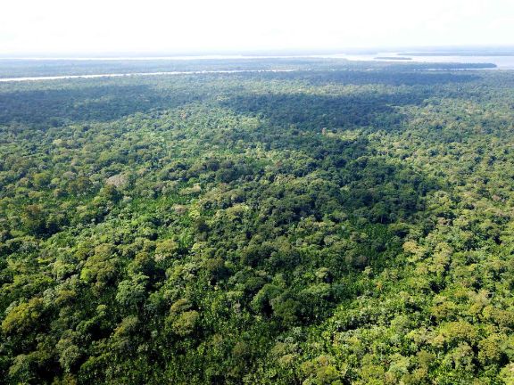 thách thức của quản lý lâm nghiệp thách thức của quản lý lâm nghiệp