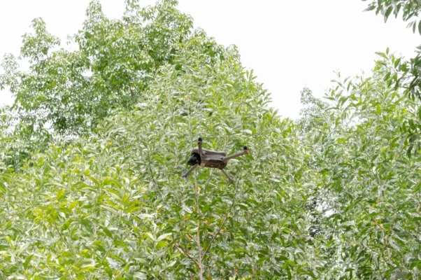 Giám sát rừng bằng Drone Giám sát rừng bằng Drone
